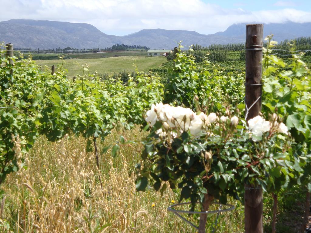 Paul Wallace Wines & Cottages エルギン エクステリア 写真